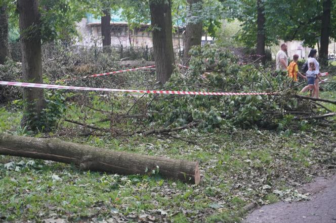 Połamane drzewa w Parku Miejskim w Kielcach po nawałnicy