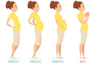 Brzuch w poszczególnych trymestrach ciąży