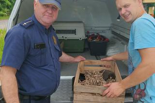 Straż miejska odebrała poród u jeża. Nietypowa interwencja w Elblągu [ZDJĘCIA]