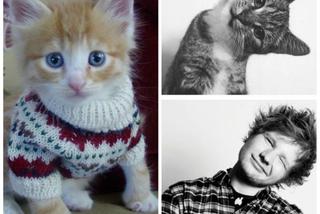 Światowy Dzień Kota obchodzimy 17.02 - Zobaczcie, koty wyglądające jak Ed Sheeran, który kończy dziś 25 lat [GALERIA]