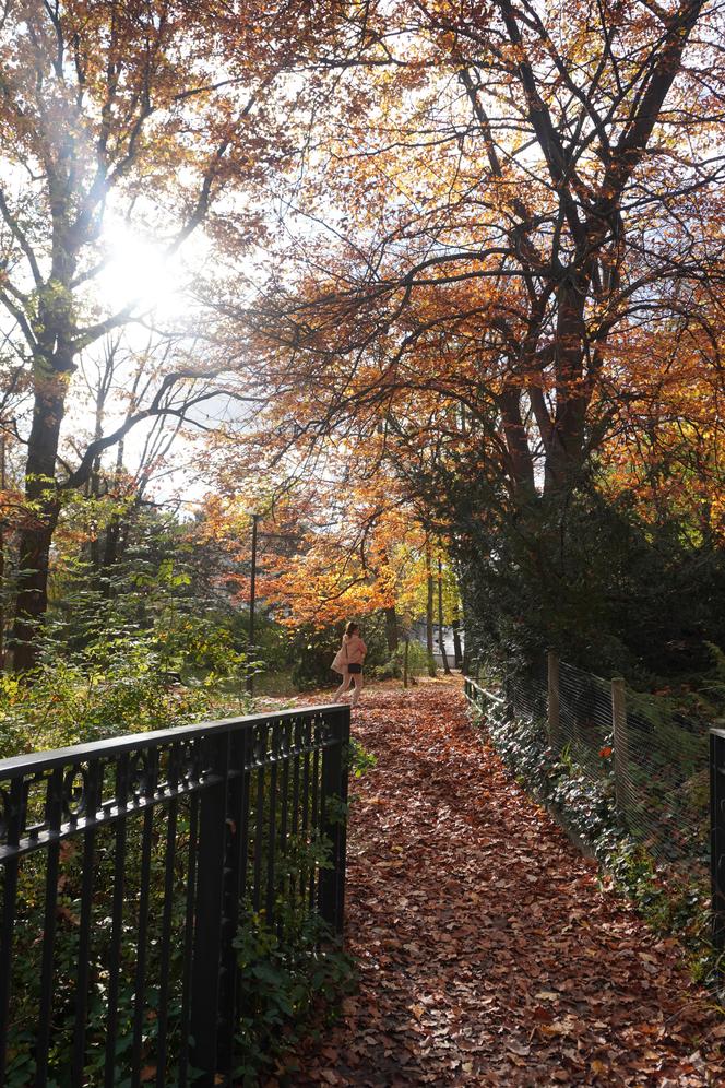 Park Wilsona jesienią