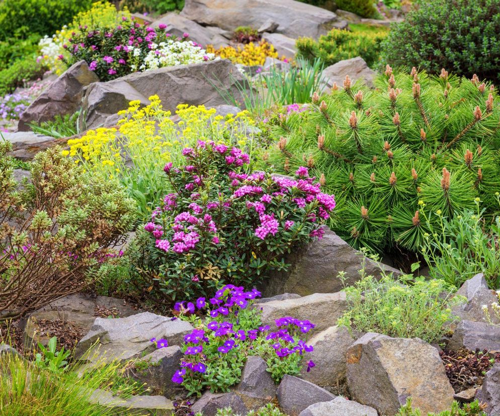 Stwórz zachwycający ogród skalny krok po kroku! Zobacz jak!