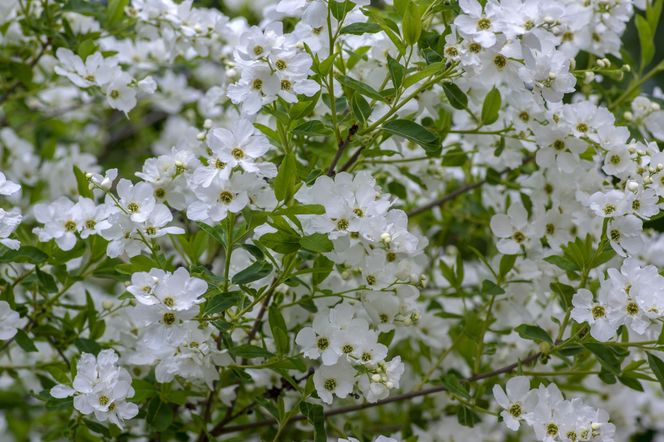 Obiela wielkokwiatowa 'Snow Mountain' 