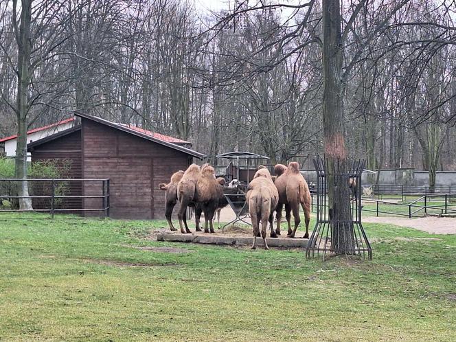 Chorzowskie zoo budzi się do życia ZDJĘCIA