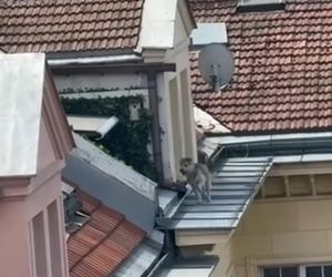 Niezwykła akcja strażaków na Nowym Świecie. Pies hasał po dachu kamienicy