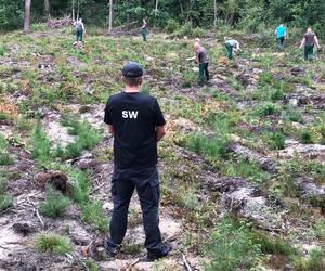 Skazani z Zakładu Karnego w Siedlcach zadbali o młode drzewka na terenie Leśnictwa Mordy