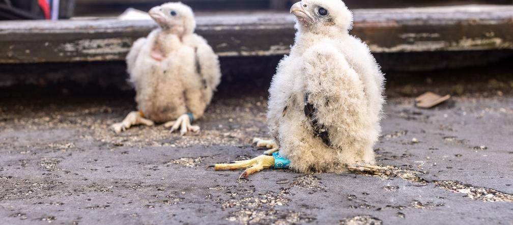 Kolejne sokole pisklęta wykluły się w Elektrowni Bełchatów. Maluchy zostały już zaobrączkowane