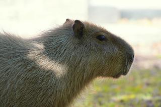 Kapibara z wrocławskiego zoo