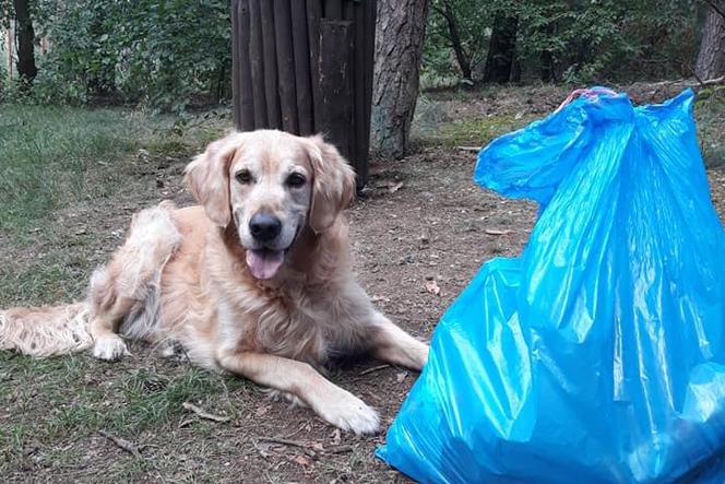 Bydgoszczanie podczas spaceru z psem uzbierali 3 worki śmierci! - Tak powinni robić wszyscy!