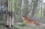 Tygrys dręczony kijem w zoo. Poszukiwany mężczyzna sam zgłosił się na komisariat