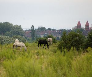 Oto ranking najbardziej zielonych miast w Śląskiem