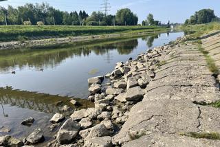 Niski stan wody w Wisłoku w Rzeszowie. Susza na Podkarpaciu 