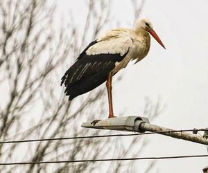 Koniec bocianich wakacji! Ornek pędził do Polski, aby uwić gniazdko dla ukochanej