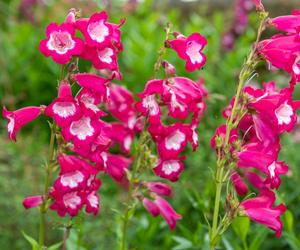 Penstemon 