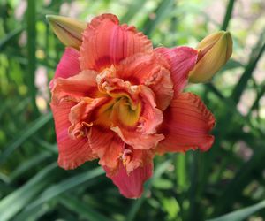 Liliowiec 'Congo Coral'