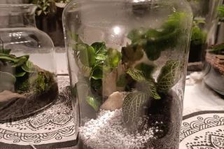  Rzeszów. Kwiaty po mojemu [GALERIA]