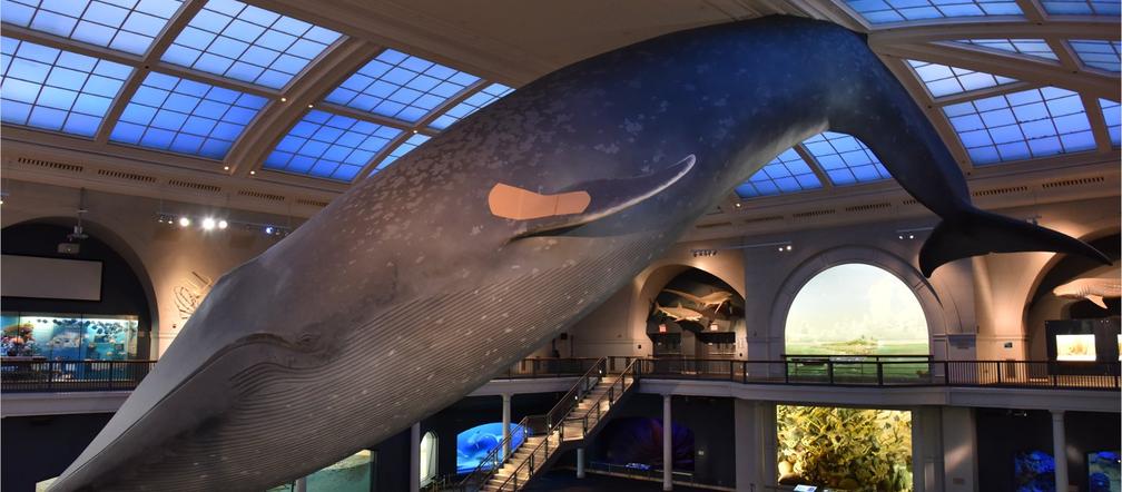 Zachęcą do szczepień zastrzykami pod wielorybem