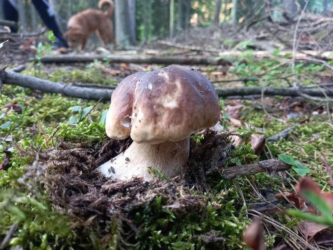 Taaaakie grzybobranie w Świetokrzyskiem. Królują borowiki szlachetne i ceglastopore