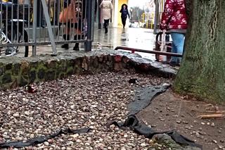 Nieco zapomniany akcent rzeźbiarski w centrum Szczecina