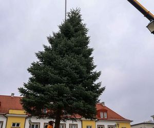 12-metrowa choinka przyjechała na Rynek Kościuszki w Białymstoku