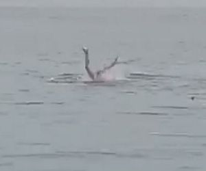  Śmiertelny atak rekina na rosyjskiego turystę w Hurghadzie [ZDJĘCIA]