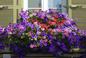 Kompozycje kwiatowe na balkon i taras - inspirujące pomysły na kwiaty w donicach i skrzynkach