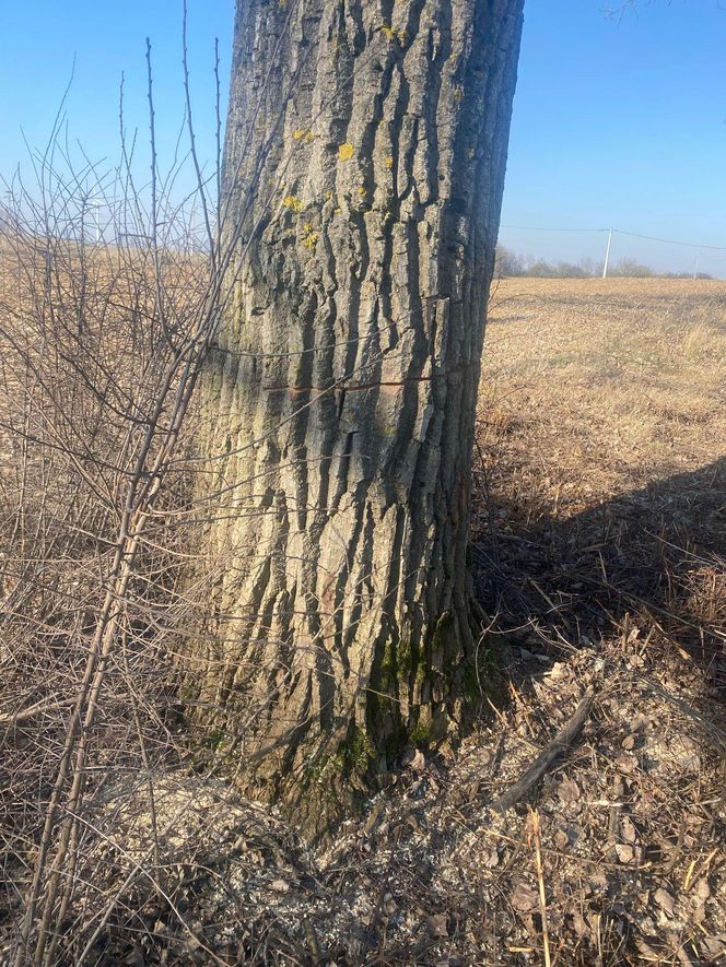   Ktoś podciął 29 dużych drzew. Mogły runąć na drogę. Sprawca poszukiwany