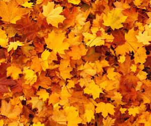 Kiedy kończy się lato, a zaczyna jesień 2022? Pierwszy dzień kalendarzowej jesieni