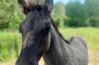  Zagroda Konika Polskiego w Gorajcu