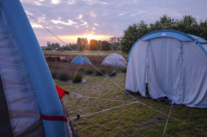 Rozbijanie namiotów na polu lawendy pod Siedlcami będzie można rozpocząć od 18.00 20 lipca