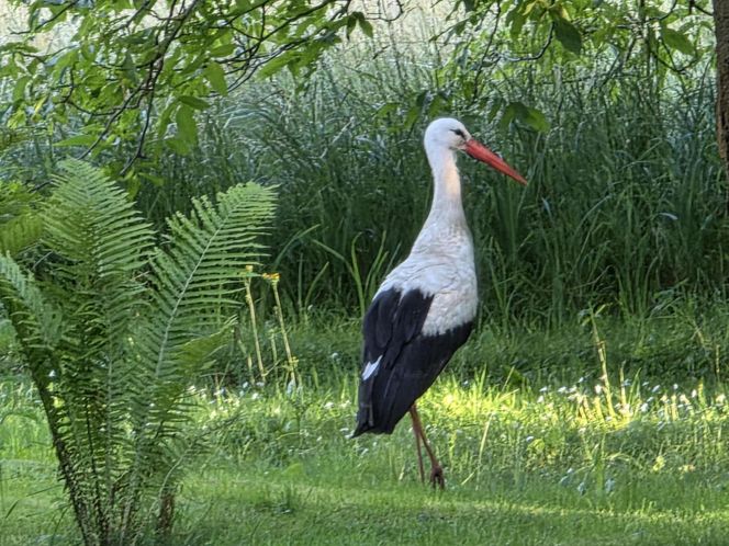 Kajtek bocian podwórkowy