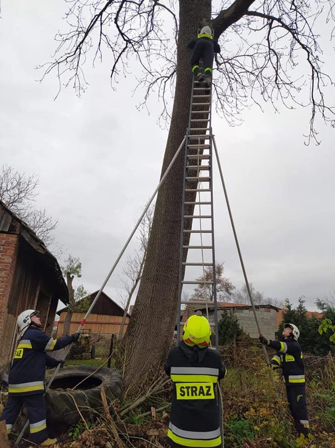 Czarny kot ugrzązł na drzewie w piątek 13