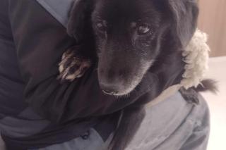 Bity pies porzucony przez właściciela. „Leżał zwinięty w kulkę w śniegu”