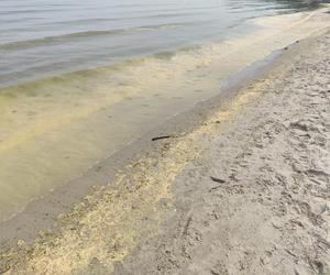 Plaża w Gdyni Śródmieściu. Żółta woda w Bałtyku