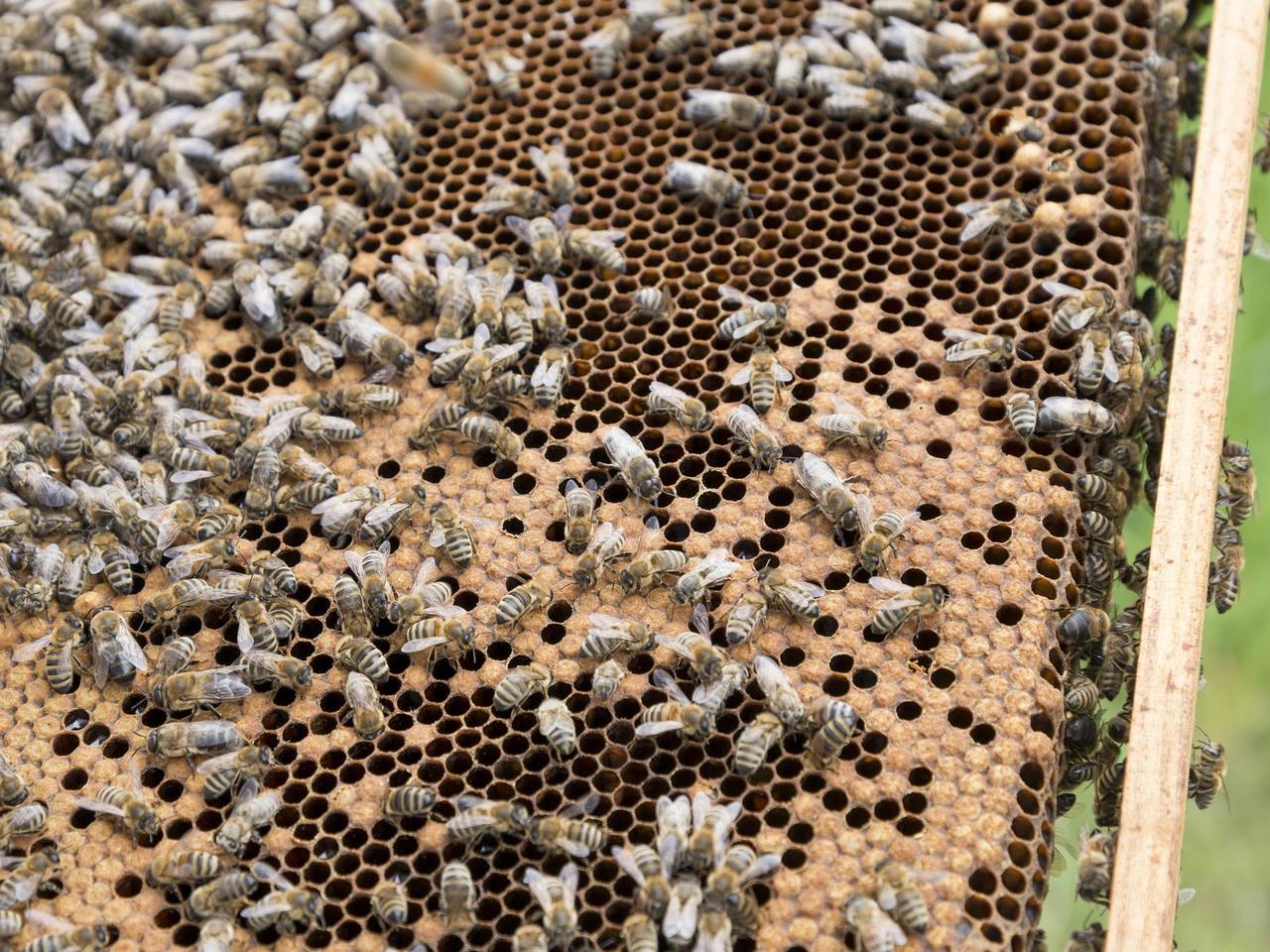 Jak wygląda praca pszczelarza? Dowiesz sie na imprezie w Ochli! 