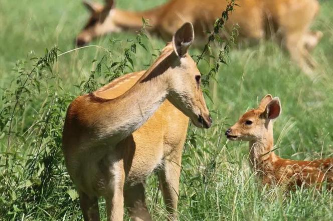 Gdańskie zoo świętuje kolejne urodziny! Mowa o azjatyckim gatunku jelenia 