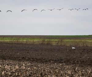 Żurawie powróciły do Poleskiego Parku Narodowego