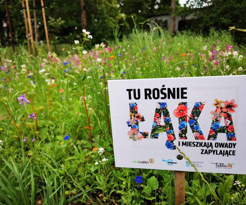 Łaka kwietna przy Szkole podstawowej nr 46 w Lublinie