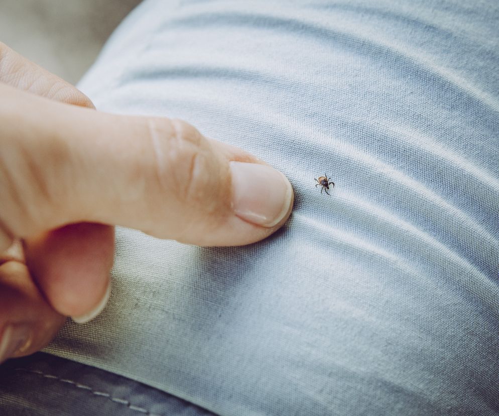 Kleszcze atakują ze zdwojoną siłą. Tylu przypadków boreliozy jeszcze nie było