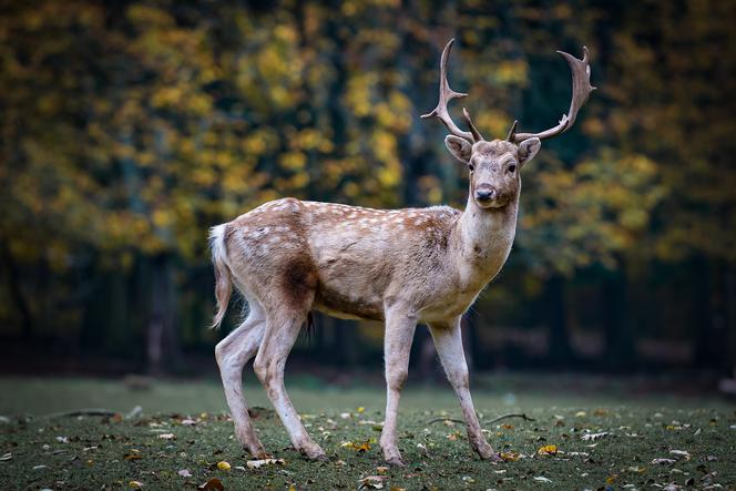 Zwierzęta w bydgoskim zoo czekają na żołędzie! 