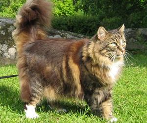 4) Norwegian Forest cat  - 12 kg