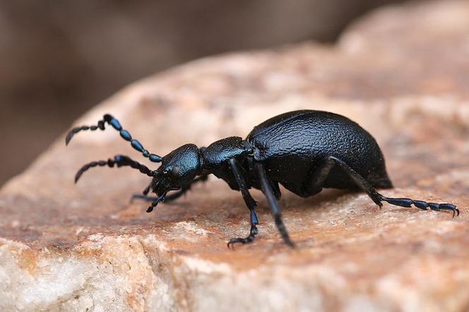 W lasach żyje chrząszcz, którego jad może cię zabić. Musisz na niego uważać!