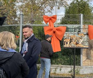 Cztery tygrysy sumatrzańskie z wrocławskiego zoo otrzymały imiona