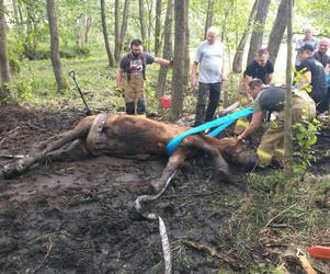 Klacz utknęła w bagnie. Strażacy ze Szwecji i Wałcza stoczyli dramatyczną walkę o życie