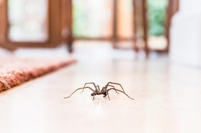 Sennik – pająk. Co oznacza sen o pająku?