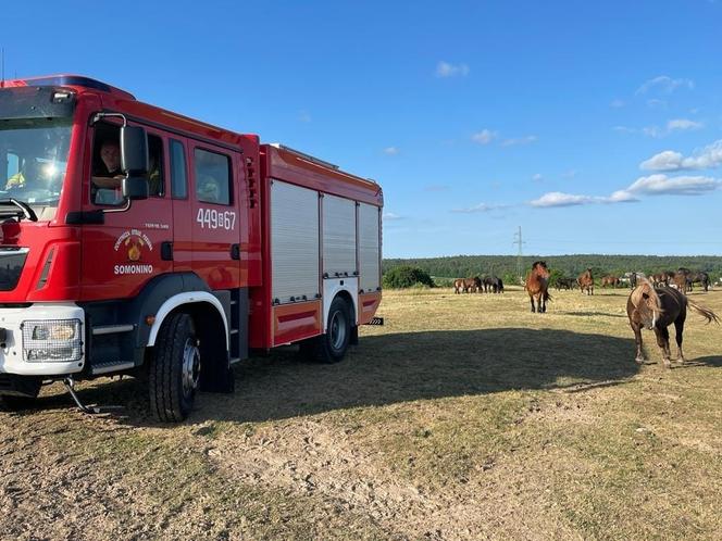 Nietypowa akcja strażaków na Pomorzu. Uratowali konie, które utknęły w bagnie