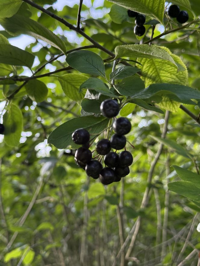Aronia, krzew i owoce