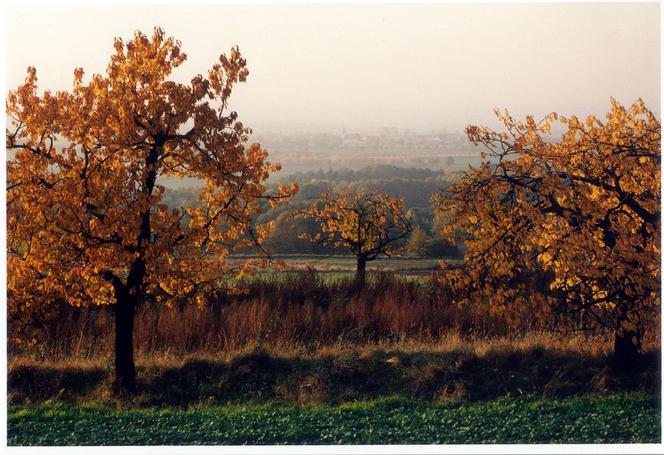 Arboretum Wojsławice prezentuje pełną paletę barw