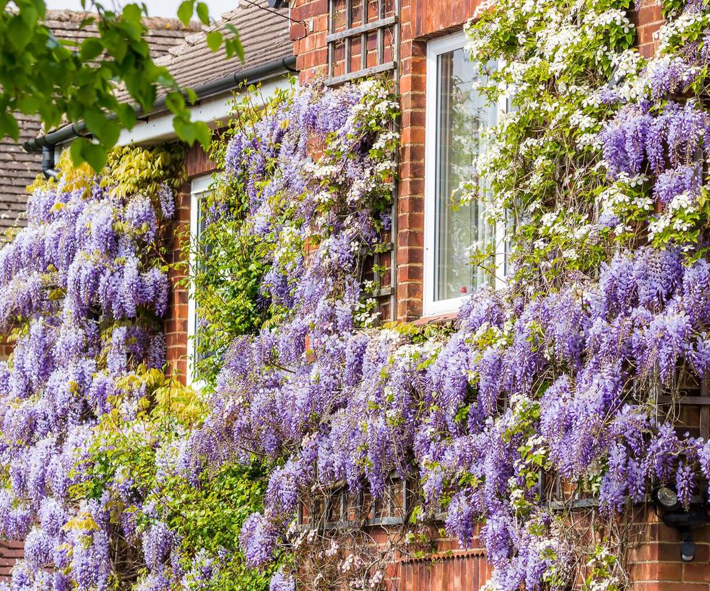 Wisteria