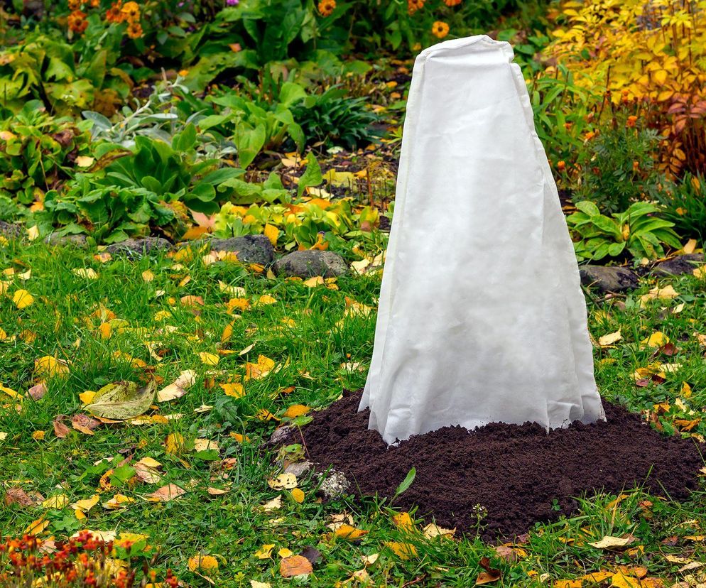 Jak skutecznie zabezpieczyć rośliny przed zimą?